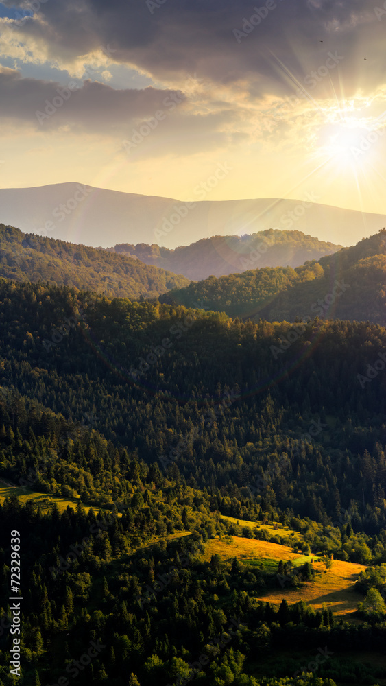 Fototapeta premium fir forest on a hill at sunset