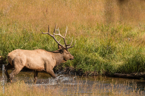 Bull Elk Crossing Stream