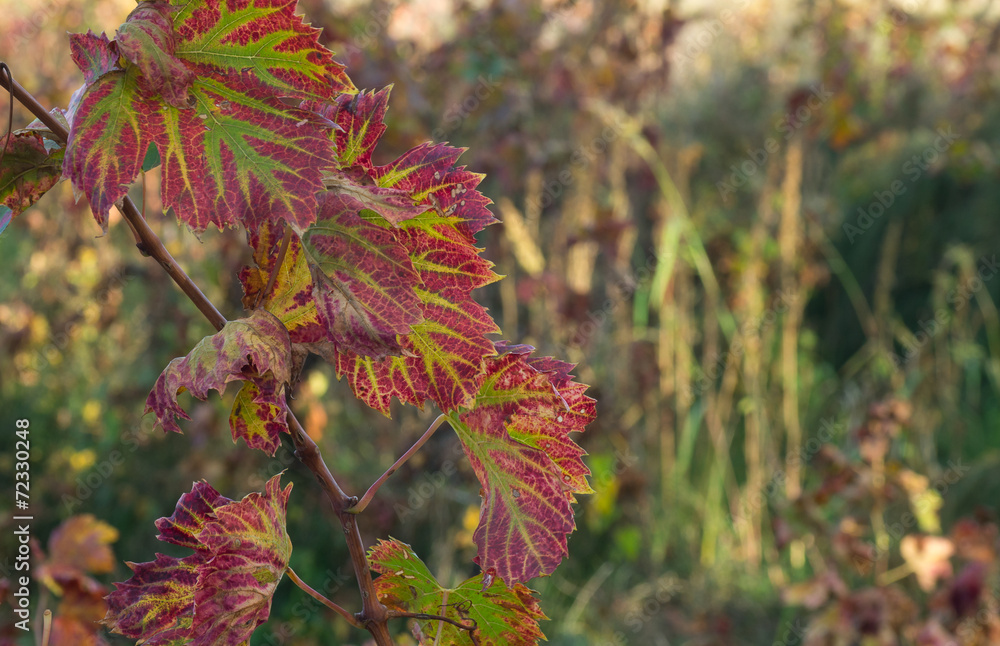 Feuilles de vigne en automne