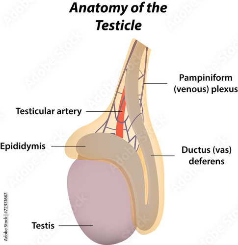 Anatomy of the Testicle