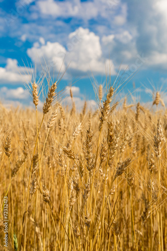 A wheat field  fresh crop of wheat