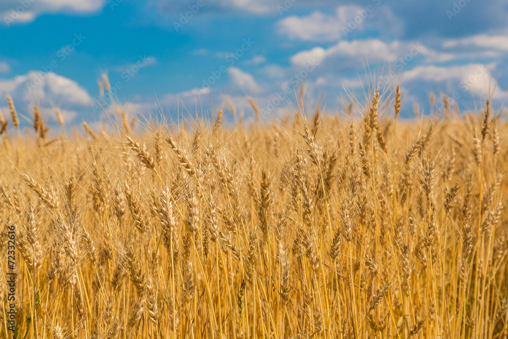 A wheat field, fresh crop of wheat