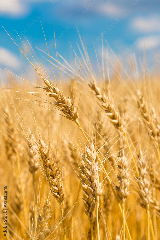 A wheat field, fresh crop of wheat A wheat field, fresh crop of wheat