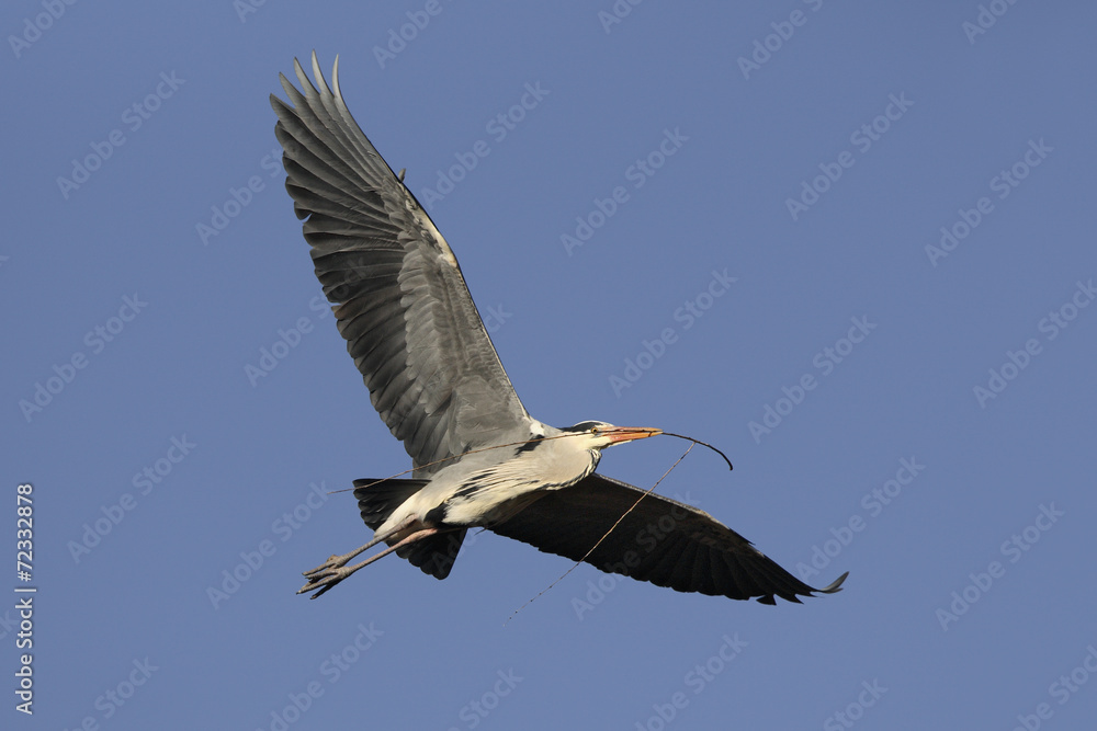 Obraz premium Grey heron