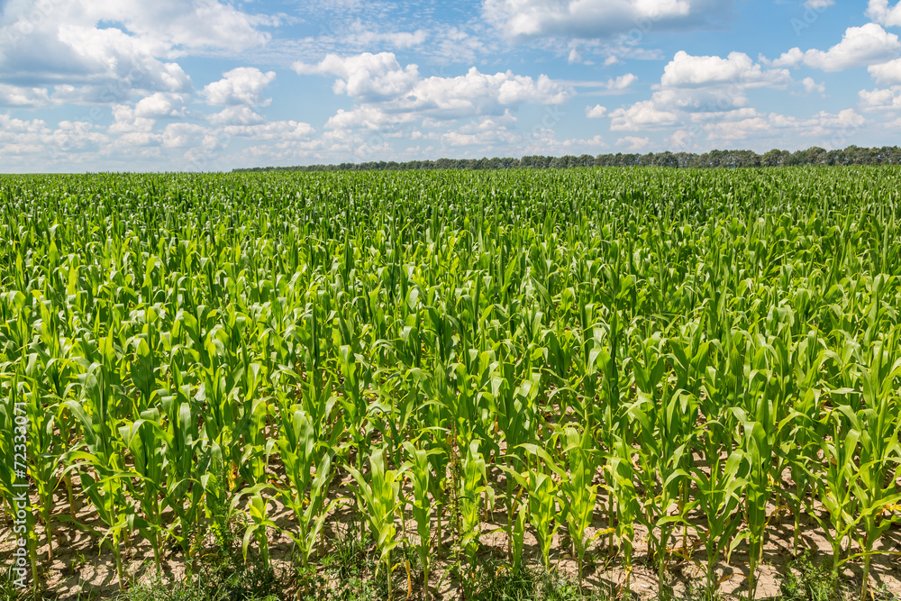 Green corn field