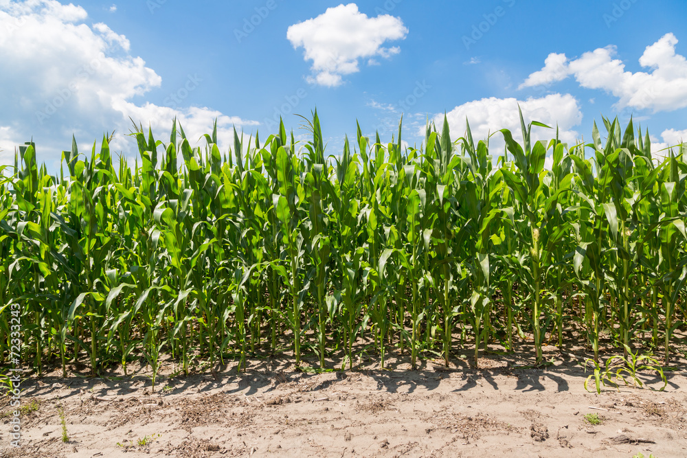 Green corn field Green corn field