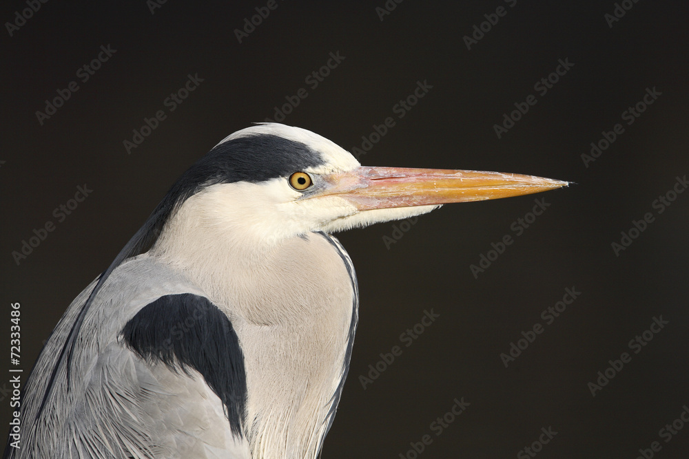 Grey heron