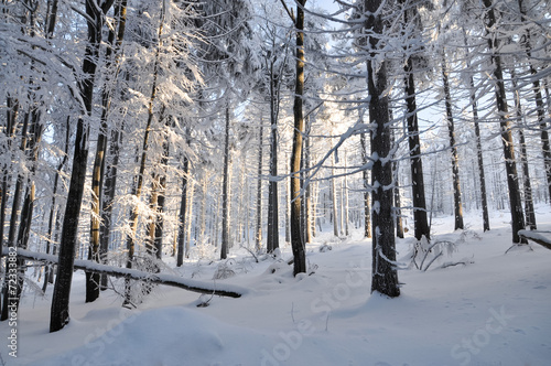 Beautiful forest in snow on sunny day