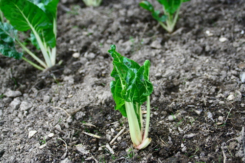 plantation de poirée au potager photo