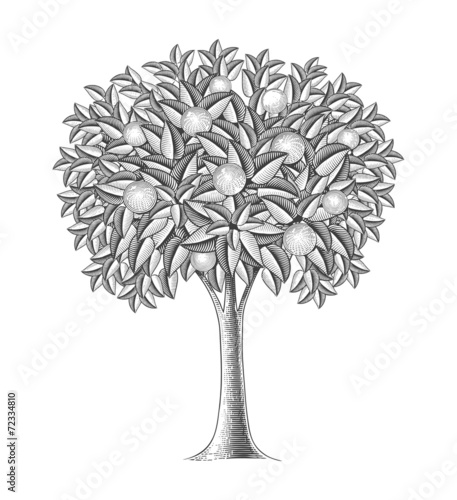 Fruit tree in engraving style