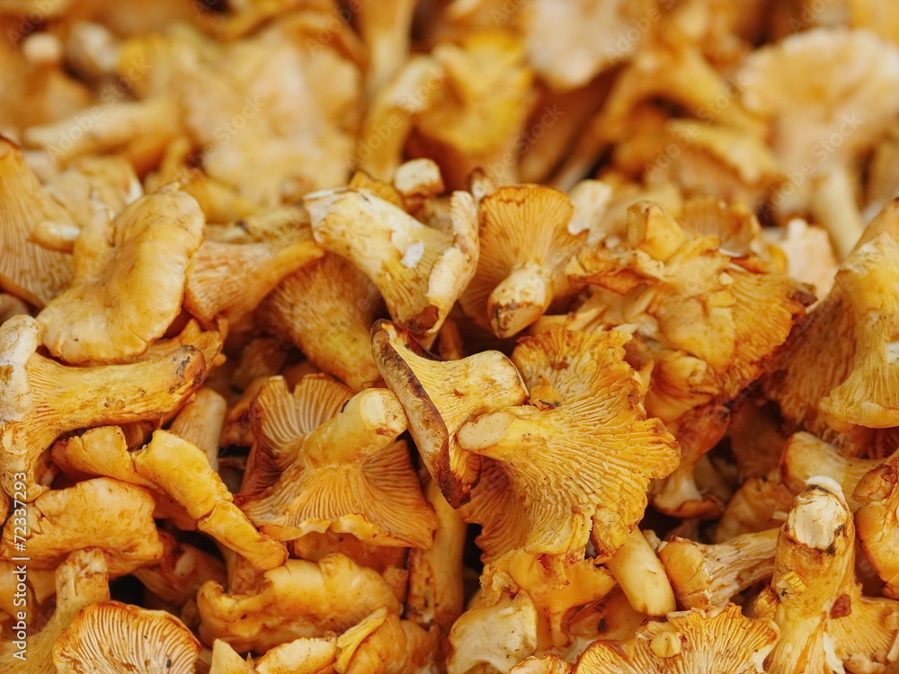 chanterelle chantarelle market chanterelle chantarelle market
