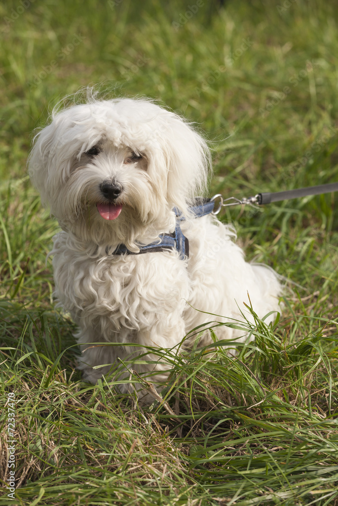 cute dog cute dog