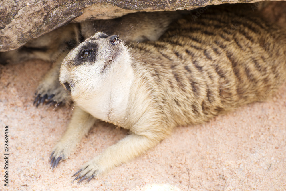 Meerkat in open zoo Meerkat in open zoo