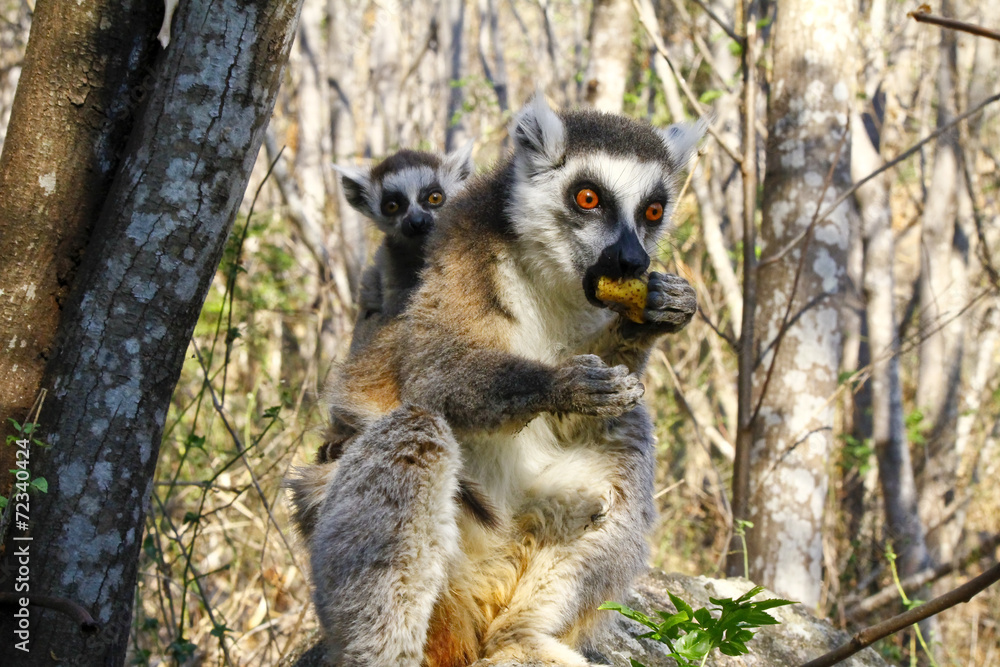 Obraz premium Ring-tailed lemur (lemur catta) and cute cup, madagascar
