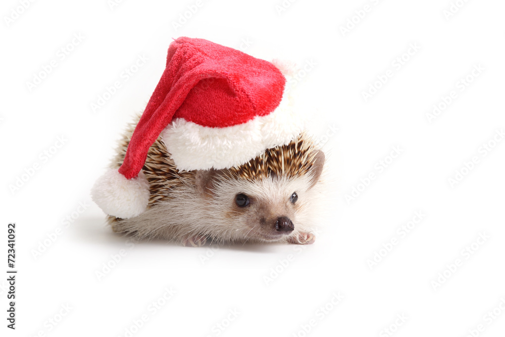 Hedgehog wearing red santa hat. Hedgehog wearing red santa hat.