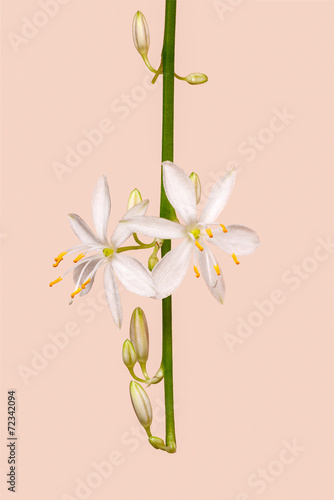 Fototapeta Naklejka Na Ścianę i Meble -  Anthericum liliago