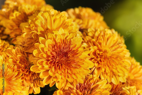 Autumn Mums or Chrysanthemums in bloom © leekris