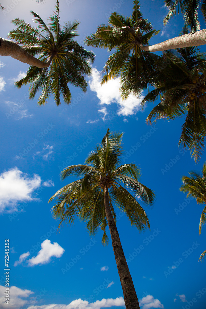 Palm trees on the background of a blue sky.