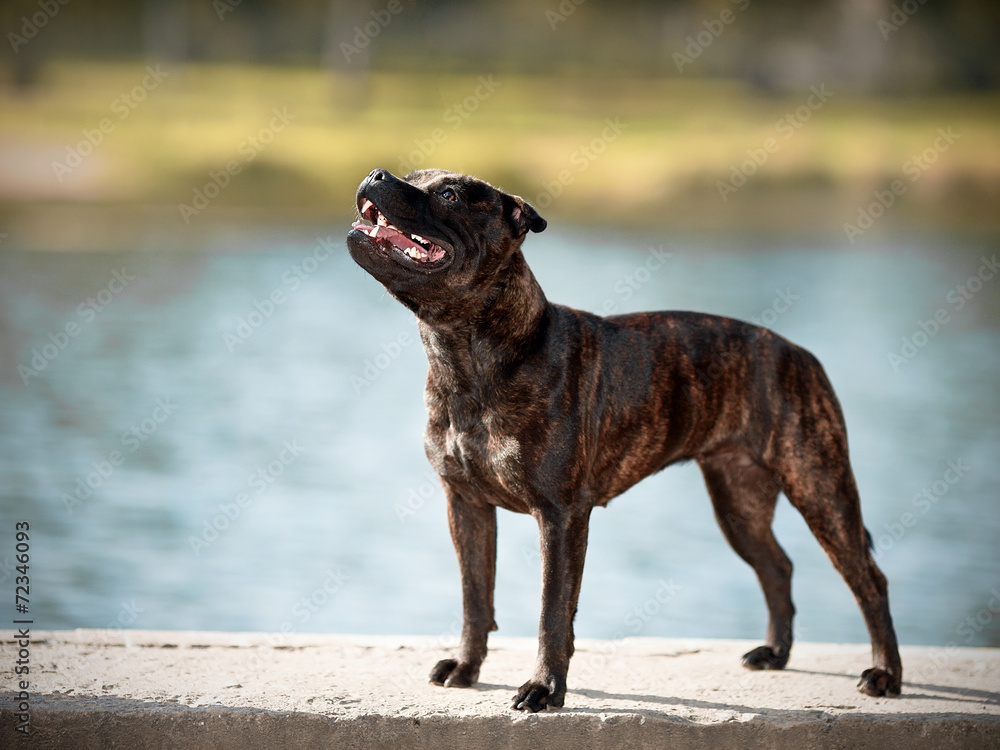 Staffordshire bull terrier.