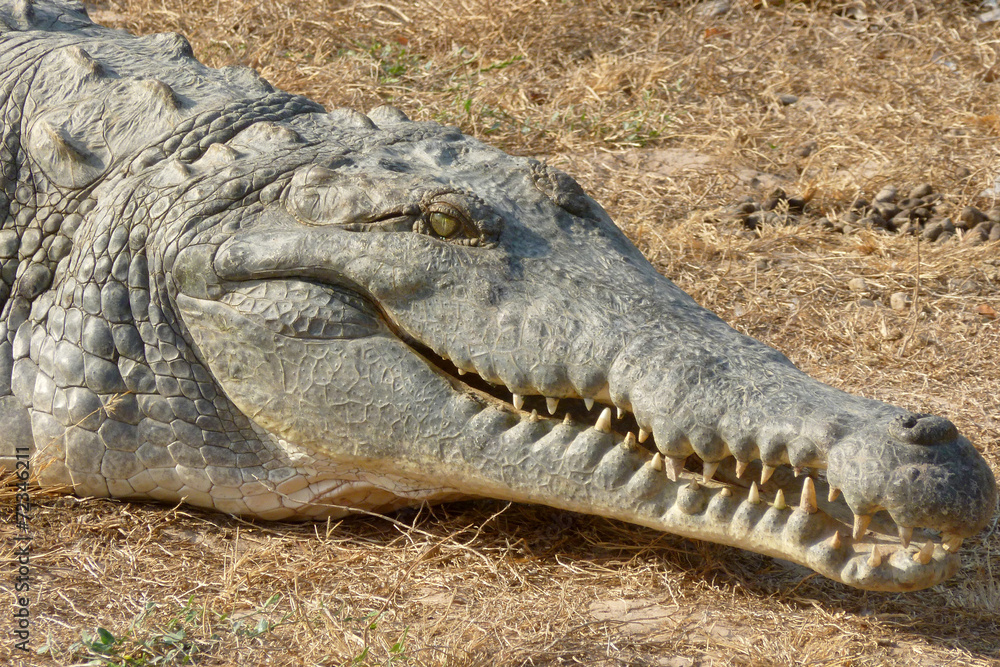 The head of an Orinoco crocodile. Venezuela, South America The head of an Orinoco crocodile. Venezuela, South America
