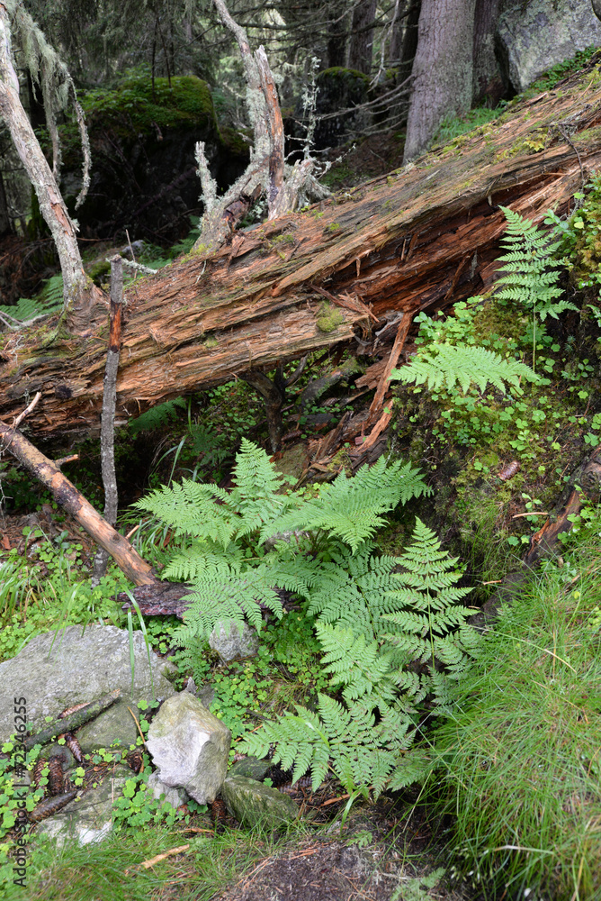Fototapeta premium Farn in einem Bergwald