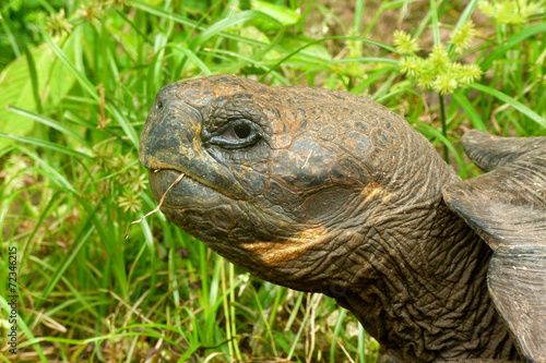 Galapagos Turtle © nastenkin