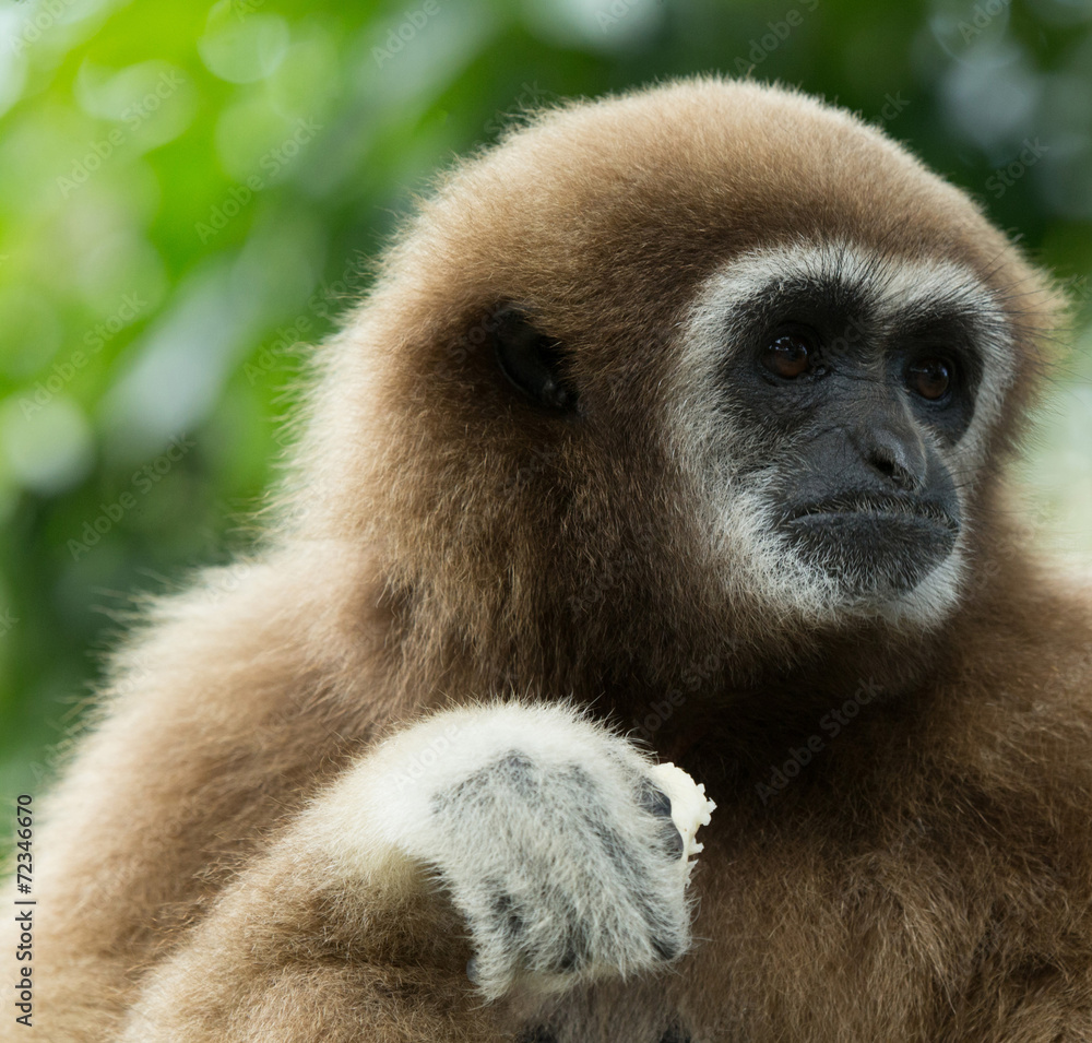 gibbon gibbon