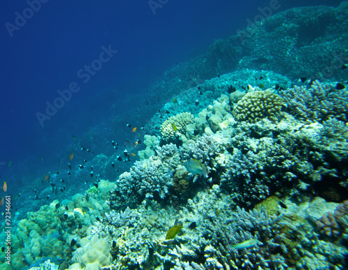 Coral reef © Pakhnyushchyy