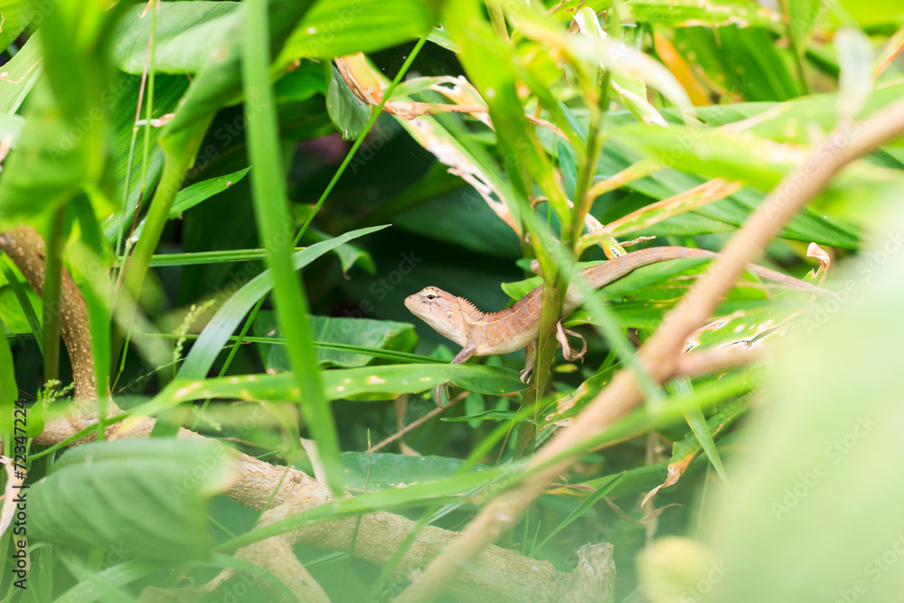 Lizard Lizard