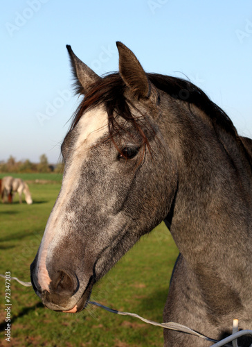 Portrait of beautiful gray shire horse © Kunz Husum