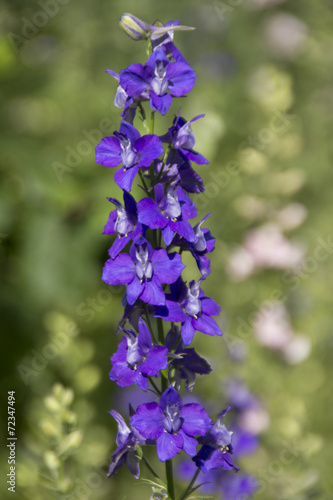 purple flower