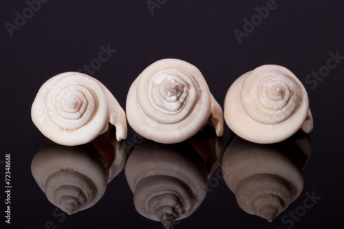 some seashells on black background with reflection