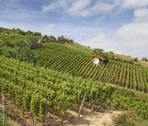 Fotografia Vineyard and hills, Tokaj - Unesco World Heritage Site, Hungary