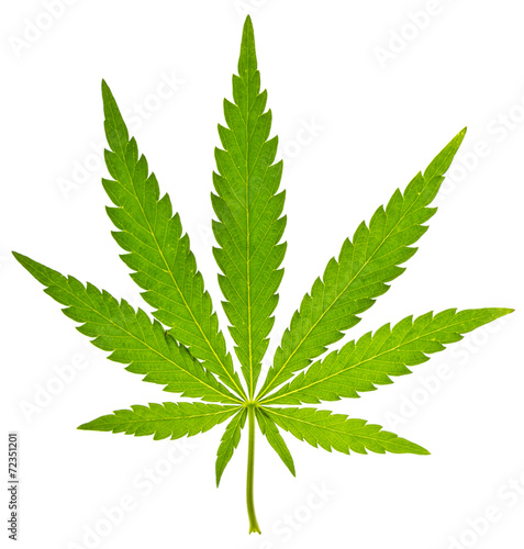 Green leaf of cannabis