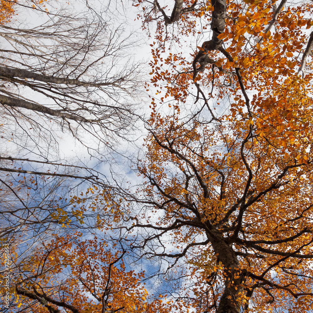 Tall trees with autumn leaves stretch into the sky Tall trees with autumn leaves stretch into the sky