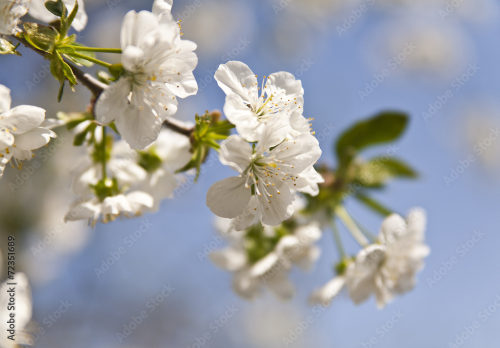 flower of cherry