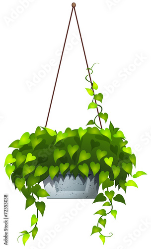 A hanging plant