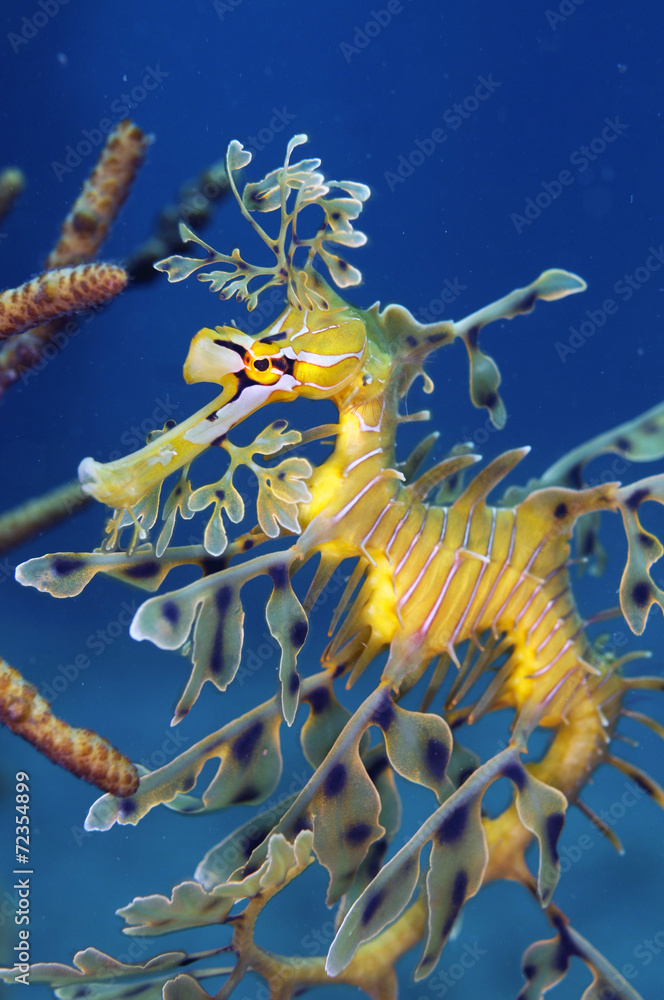 Fototapeta premium LeafySeaDragon シードラゴン