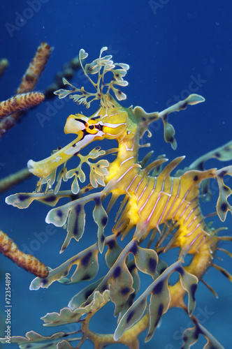 LeafySeaDragon シードラゴン