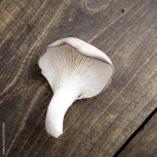 The oyster mushroom