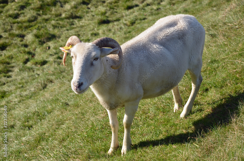 Fototapeta premium Shorn Sheep
