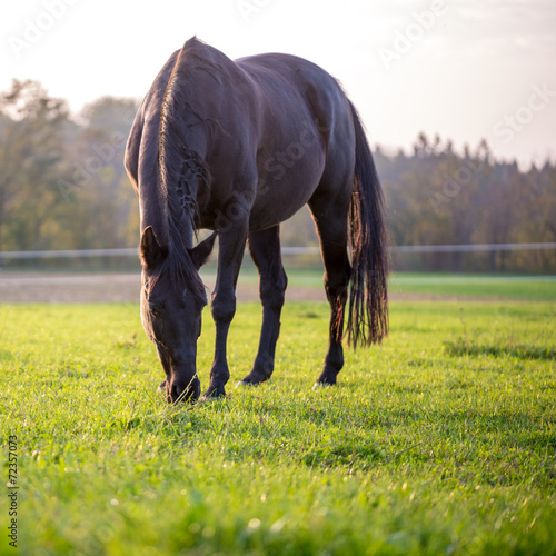 Horse grazing in a lush green meadow