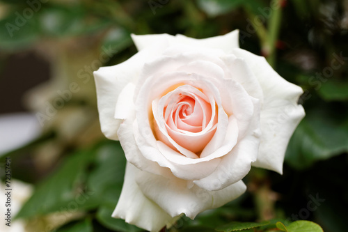 Bright pink rose blooming in garden