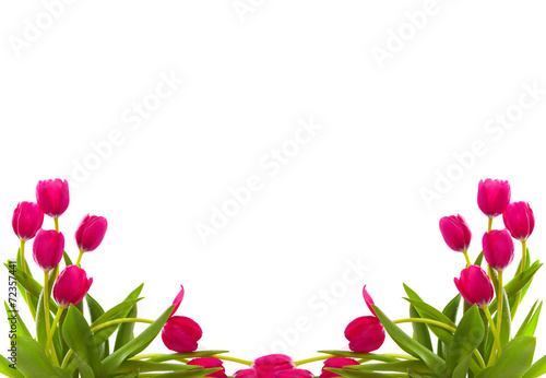 Fototapeta Naklejka Na Ścianę i Meble -  Pink tulips isolated on white.  