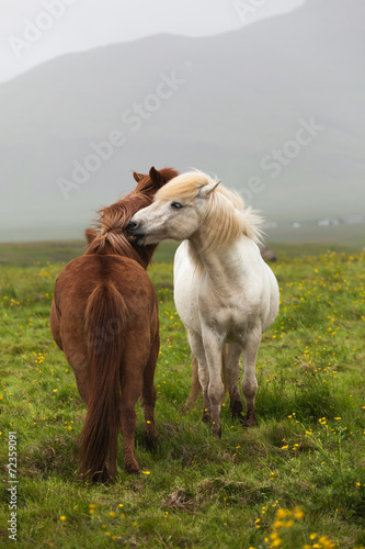 Fototapeta Naklejka Na Ścianę i Meble -  Icelandic white and  red horses
