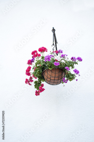 Fototapeta Naklejka Na Ścianę i Meble -  Maceta colgando  con geranios rojos y morados
