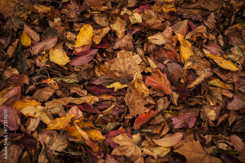 colorful autumn leaves  nature background