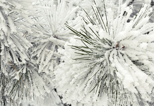 Pine branch with snow