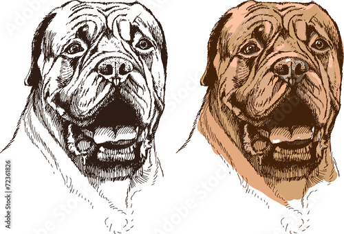 portrait of boxer dog