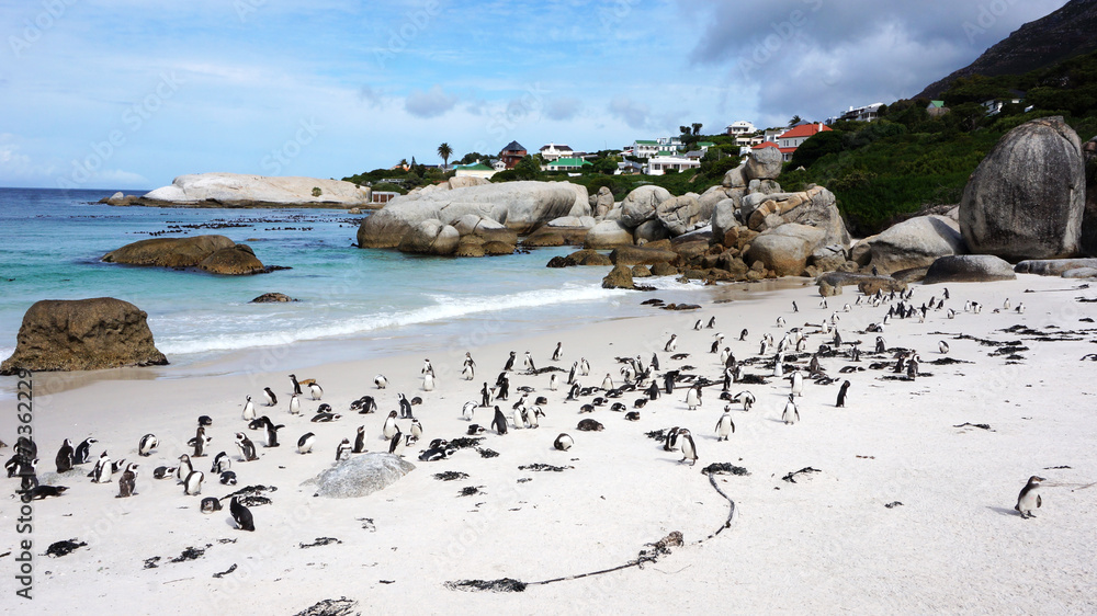 Fototapeta premium Penguins False Bay Boulders